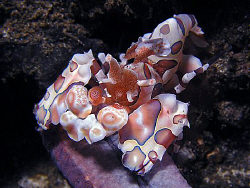 Harlequin Shrimp, Lembeh by Doug Anderson 